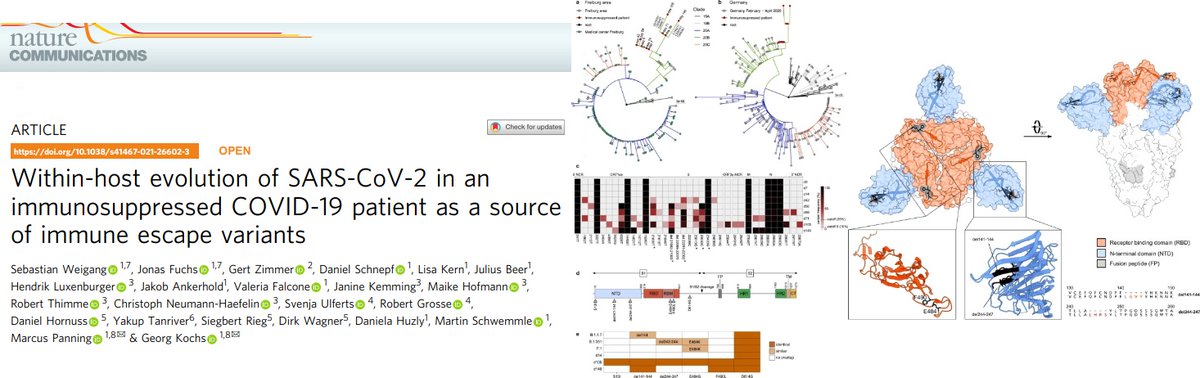 These cases are unique to immunocompromised individuals 1⃣4⃣5⃣ days of SARSCoV2 positivity + 🦠🧬viral mutation 👤in an immunosuppressed kidney transplant patient nature.com/articles/s4146… #bioinformatics #openscience #scicomm #mednews #itrtg #immunology #genomics #COVID19