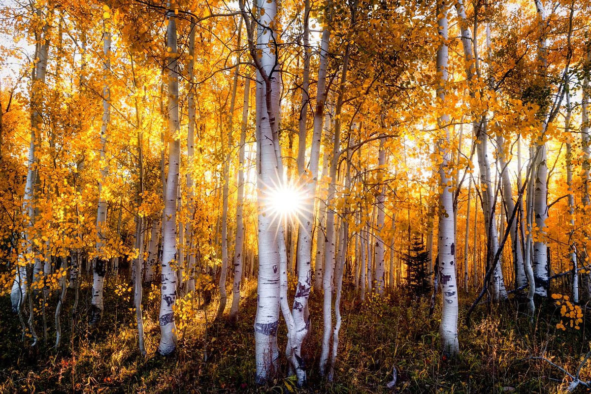 More fall colors from Colorado 🧡