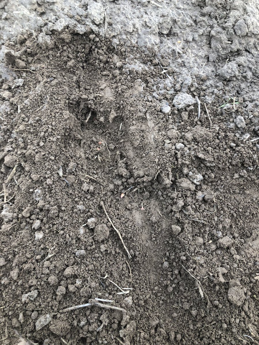 I find something really satisfying about seeing a crop start to grow, <a href="/KWS_Group/">KWS Group</a> Siskin winter #wheat at pre-emergence stage. #Harvest22 I’m ready for you.