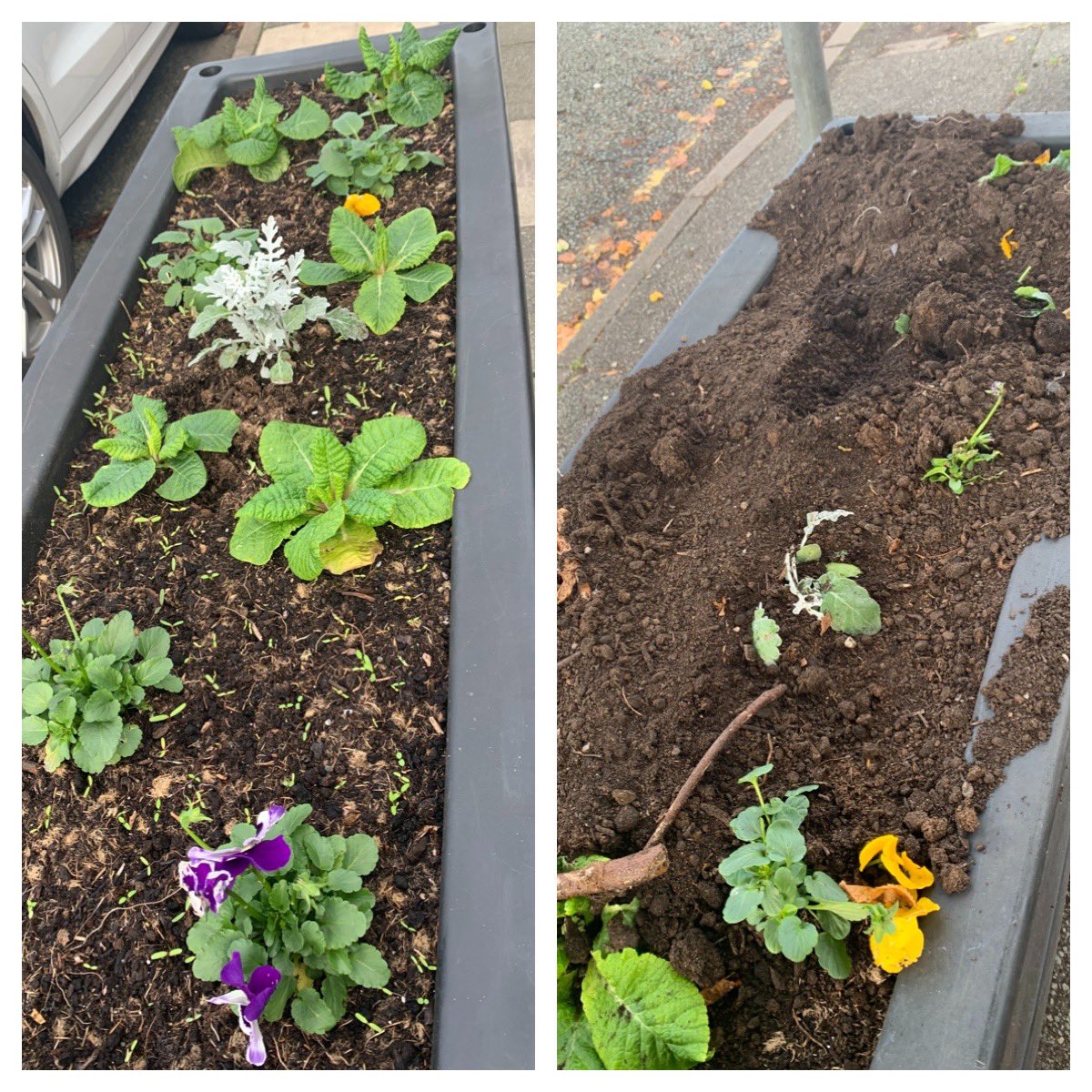 We have CCTV images showing plants taken from our troughs around 8pm Thr evening. Before we share, we are giving the person an opportunity to redeem themselves. Please share. It is disheartening as a group of local residents who volunteer our own time to have this happen again