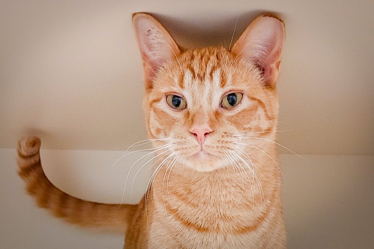 ARFAlberta's tweet image. HAPPY #CATURDAY 🎉🐱 
All of these adorable faces + more are currently available at our @Pisces_pets  adoption centre! 

Walk-ins and appointments are welcome during adoption hours: 

11am-5pm - Mon-Fri
11am-4:30pm - Sat
11am -4pm - Sun. 
 
Make sure to check them out ❤️