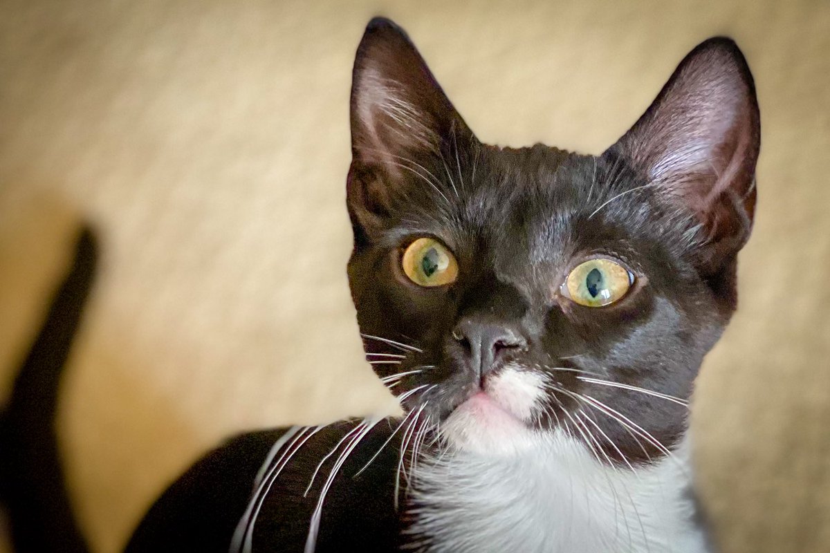 ARFAlberta's tweet image. HAPPY #CATURDAY 🎉🐱 
All of these adorable faces + more are currently available at our @Pisces_pets  adoption centre! 

Walk-ins and appointments are welcome during adoption hours: 

11am-5pm - Mon-Fri
11am-4:30pm - Sat
11am -4pm - Sun. 
 
Make sure to check them out ❤️