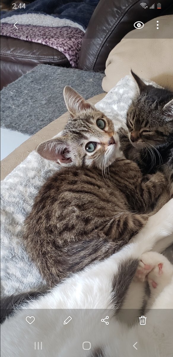 ARFAlberta's tweet image. HAPPY #CATURDAY 🎉🐱 
All of these adorable faces + more are currently available at our @Pisces_pets  adoption centre! 

Walk-ins and appointments are welcome during adoption hours: 

11am-5pm - Mon-Fri
11am-4:30pm - Sat
11am -4pm - Sun. 
 
Make sure to check them out ❤️