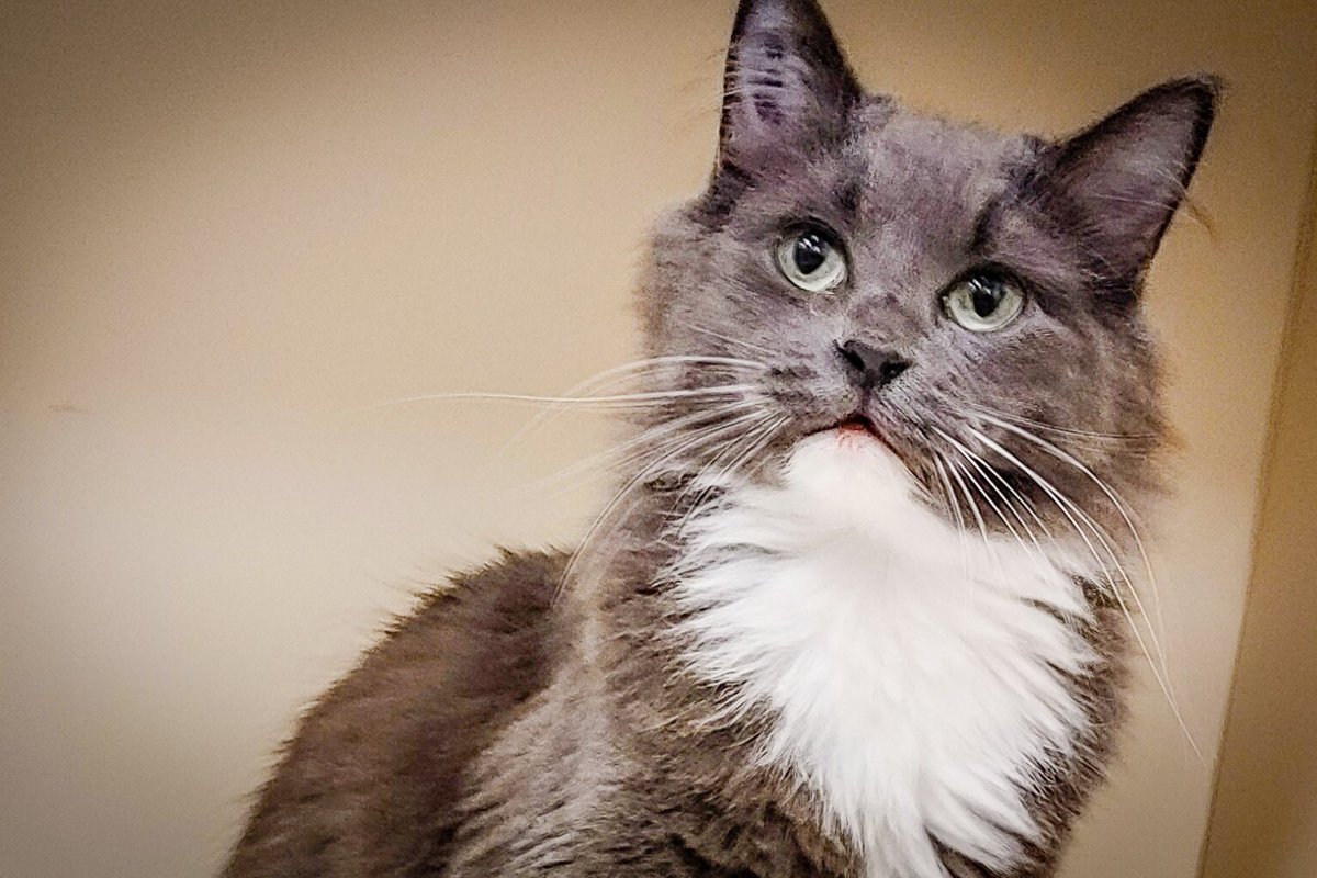 ARFAlberta's tweet image. HAPPY #CATURDAY 🎉🐱 
All of these adorable faces + more are currently available at our @Pisces_pets  adoption centre! 

Walk-ins and appointments are welcome during adoption hours: 

11am-5pm - Mon-Fri
11am-4:30pm - Sat
11am -4pm - Sun. 
 
Make sure to check them out ❤️