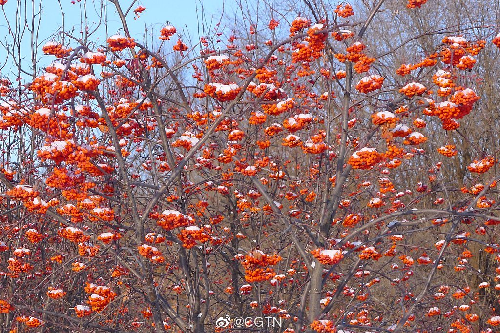 PDChina's tweet image. China's National Meteorological Center on Saturday issued orange alert for #snowstorms in some regions. From Saturday evening to Sunday evening, snowstorms are likely to hit parts of Inner Mongolia, Shanxi, Hebei, Beijing, Tianjin, Liaoning, Jilin, Shandong and Henan.