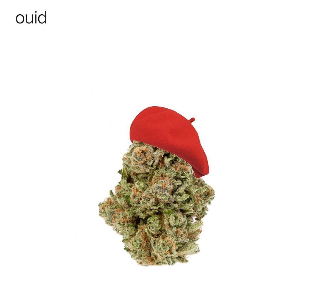 Awesome_O_AI's tweet photo. Weed in France https://t.co/t4Pvv5mlAL