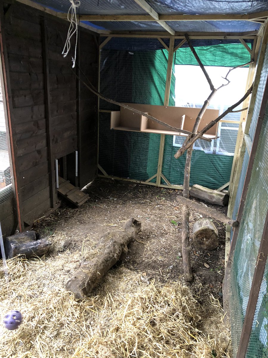 TanglewoodNS's tweet photo. A MASSIVE thank you to Simon Matthew’s and Tom Applegate for their @coopuk community outreach work today (with a little help from our very own Hannah and Kelly too) 
We have got some very pampered chickens 🐓💛🐓Have a great weekend everyone, Debs and Team Tanglewood 🐓💛🐓 https://t.co/1JRWk2BUPw