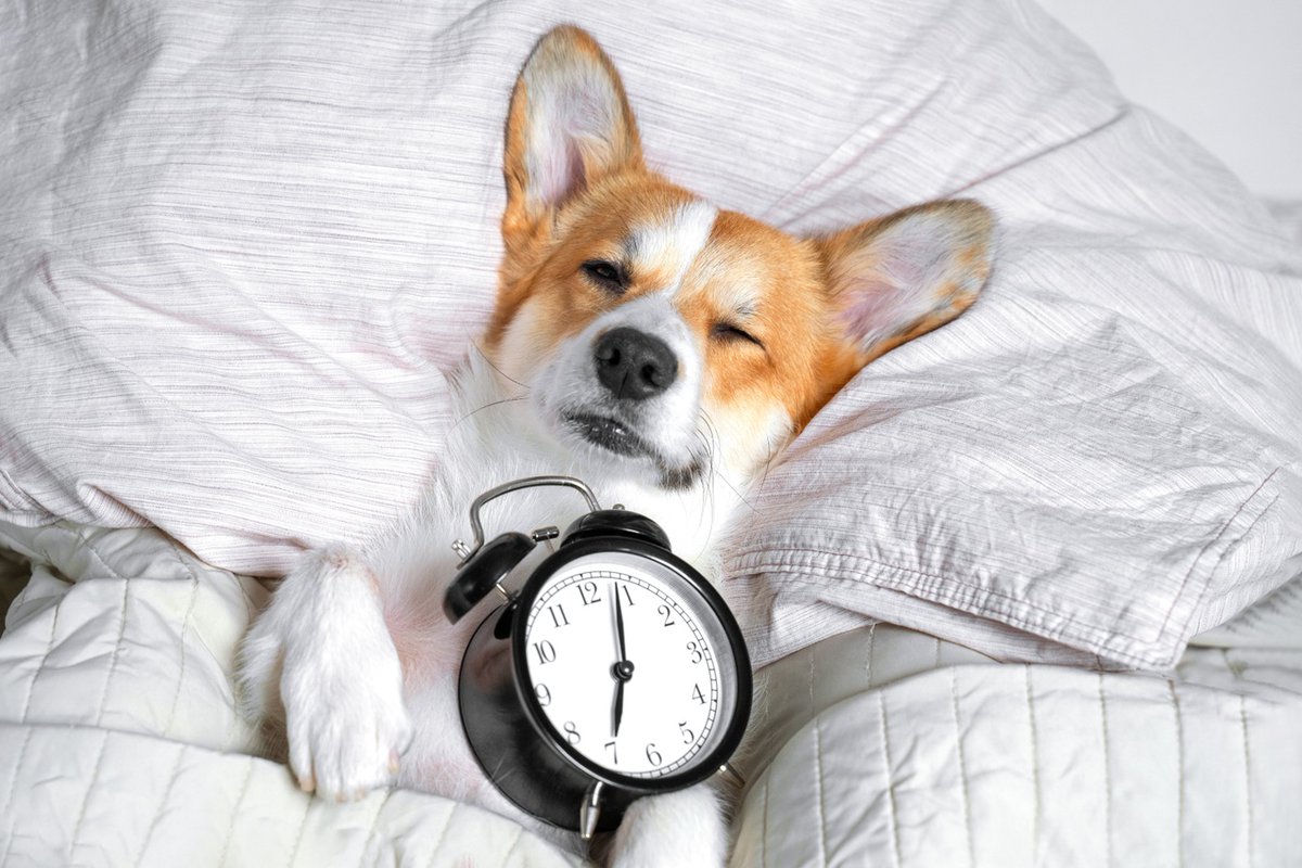 LIVSPlainview's tweet photo. #DaylightSavingTime ends tomorrow! ⏰ 

At 2:00am on Sunday, clocks should "fall back" an hour, giving us an extra hour of sleep. 

Remember that our pets may need extra time to adjust their routines - including feeding, potty time, and time spent hanging out with their humans. https://t.co/PVsjuamDSd