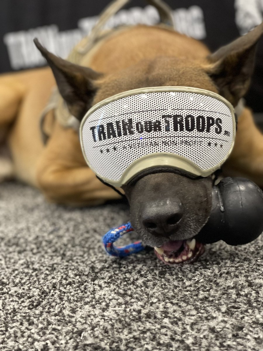 TrainOurTroops's tweet photo. Day two has begun @cpexpo - Rico already exhausted - and has a long day ahead of him...! #informa #channelpartners #cpexpo #veterans #vegas #mandalaybay #sponsors #granitetelecom #granitechannels #cisco #datagatebilling #ninjaone #ninjarmm #lifecyclemsp #oitvoip @LardoSean https://t.co/SFOzh0qrPk