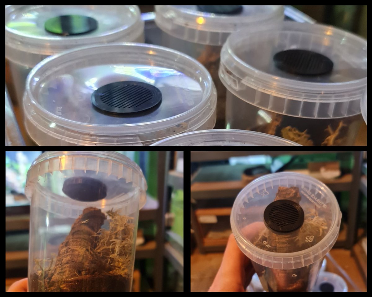 ArachnoTuber's tweet photo. I'm a massive fan of these little vents - feckin' genius!
.
.
#tarantulasoftheworld #tarantulalove #tarantulalife #spider #theraphosidae #vogelspinnen #awesome #nature #wow #instadaily #instagood #arachnotube #arachnid #Inspiration #arachnotube https://t.co/N1Juhg1tkb