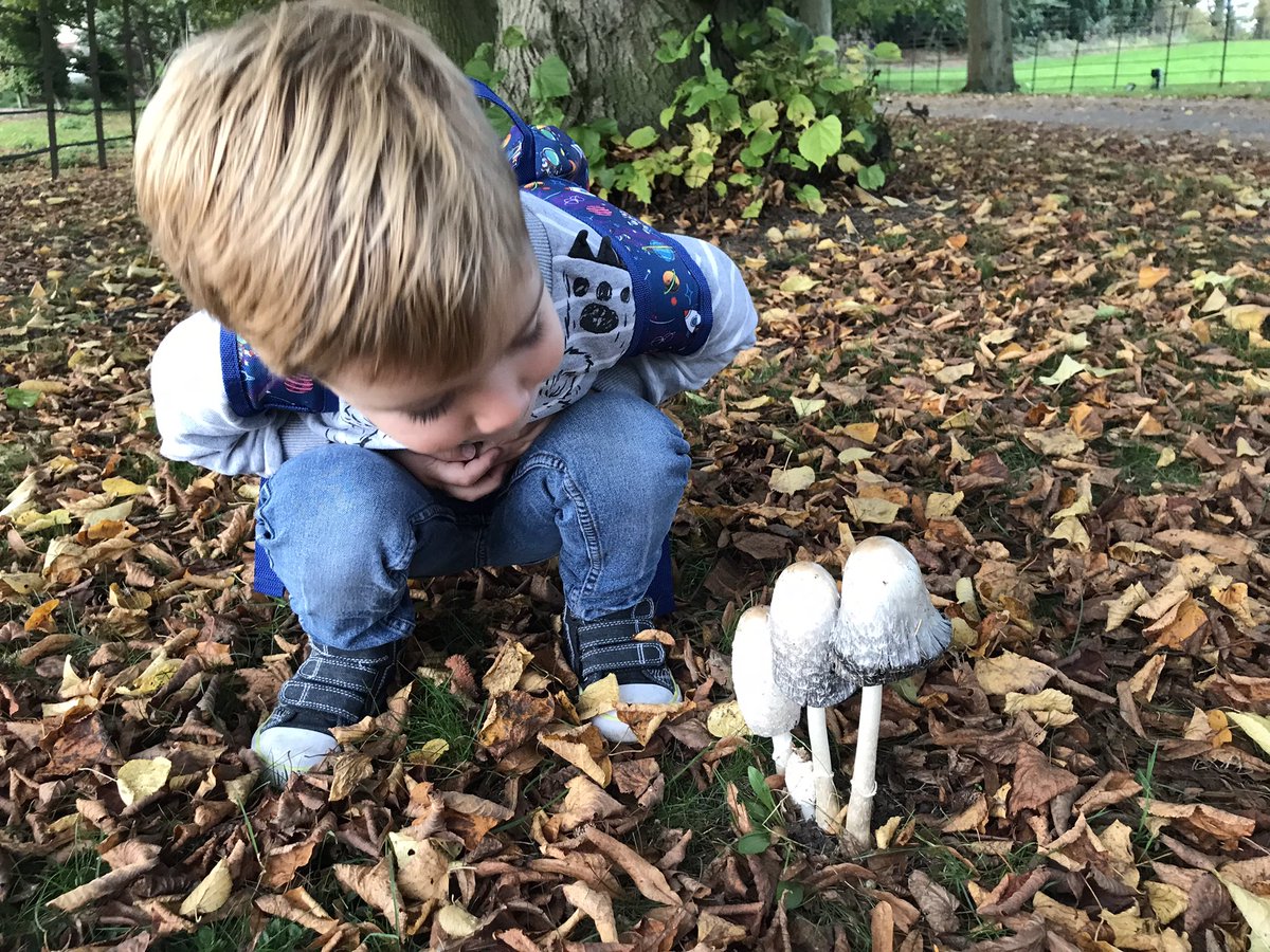 leilaamos's tweet photo. Feeing very excited for our local fireworks display this evening. Small human is 3 now and everything is awesome and full of wonder. Here he is admiring some shaggy ink caps. #mushroomtwitter #BonfireNight #smallhuman https://t.co/fUDZ1q1LYj