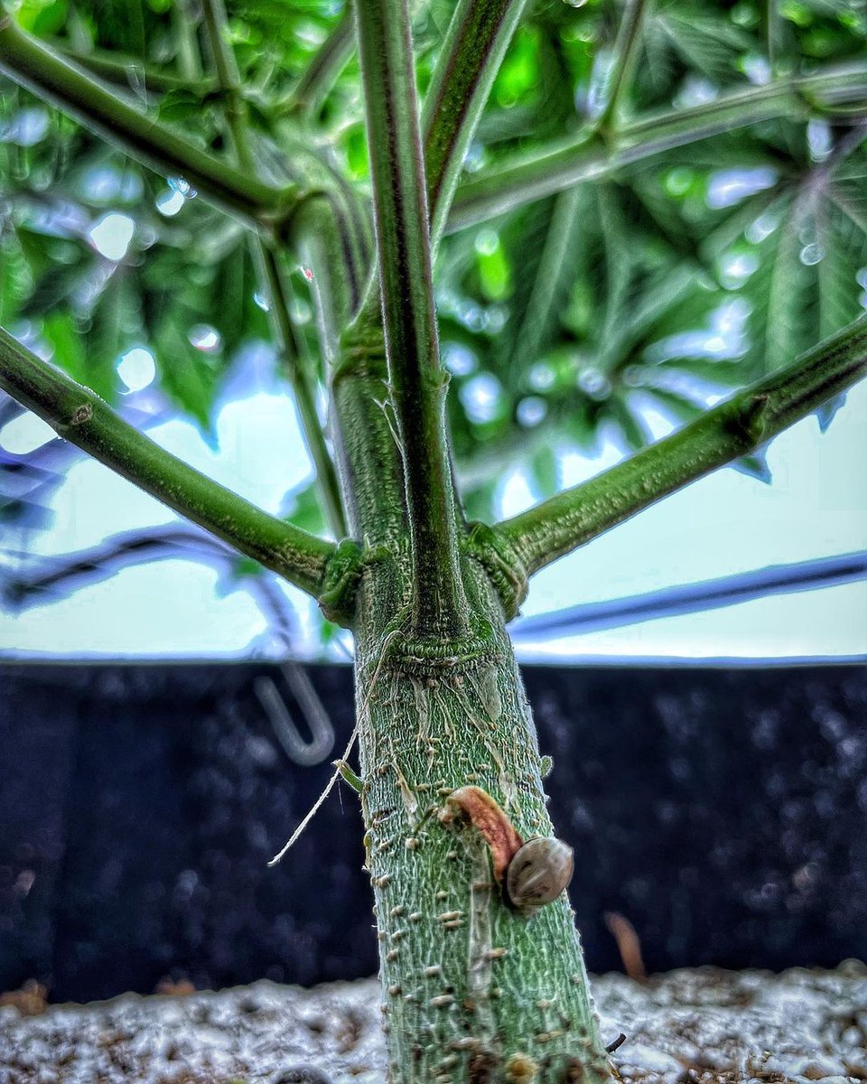 spliffseeds's tweet photo. Sometimes it’s just hard to let things go….says the seed shell ...till dead do us part 
📸:@northernscrogger
#northernscrogger https://t.co/flPfUWlWcI