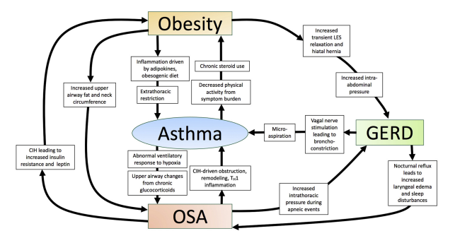 JACIInPractice's tweet photo. In Current Issue! #Asthma and Three #Colinear #Comorbidities: #Obesity, #OSA, and #GERD https://t.co/PVfhRo4oaD https://t.co/65sqDyiTlw