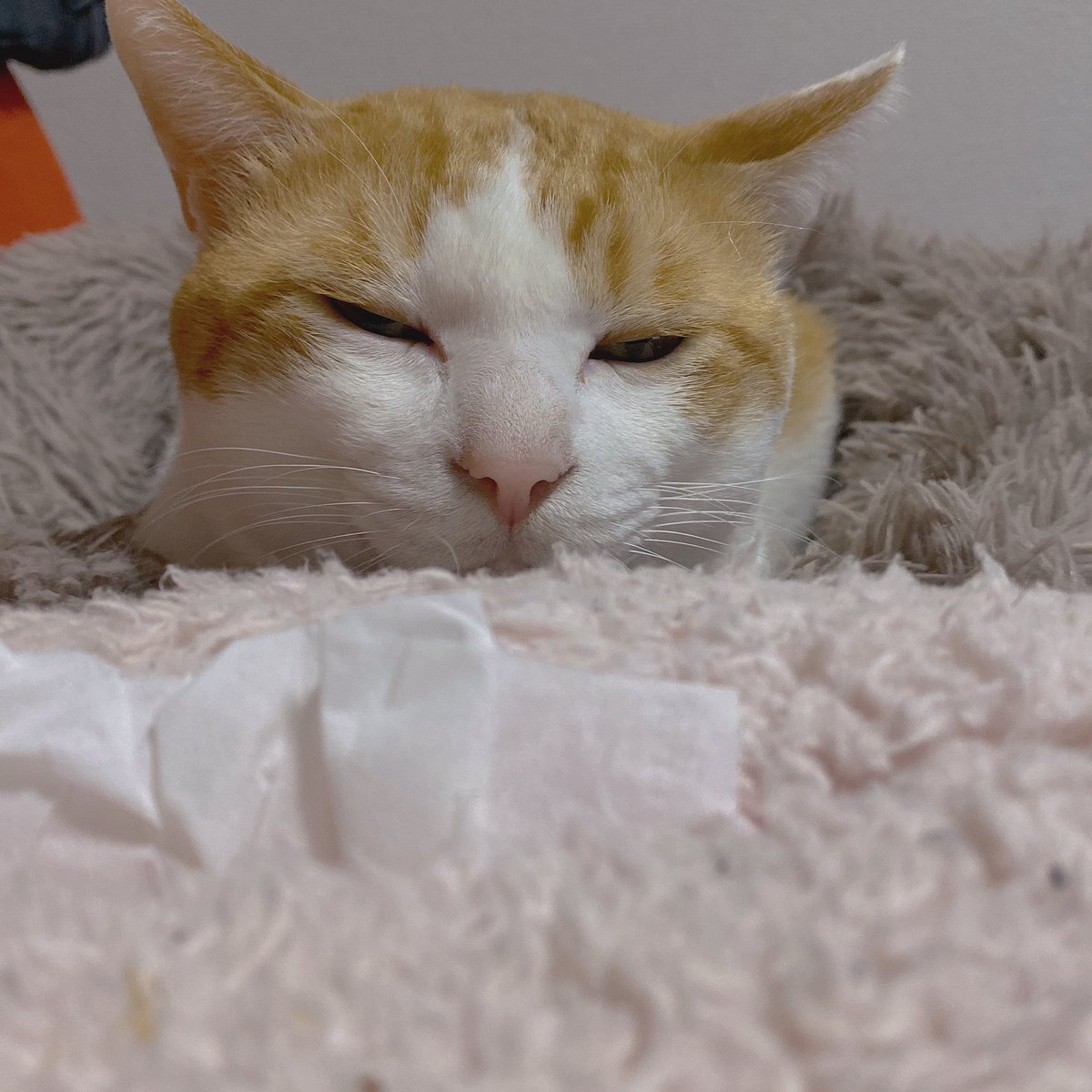 e9qTcmlwVsVTcFS's tweet photo. @nekoneko_003 ジト目の猫です₍ᐢ. ̫ .ᐢ₎ https://t.co/LmbFJu3rk6