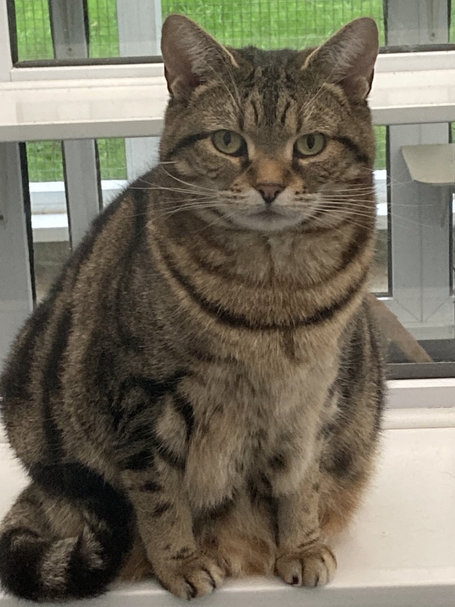 davidsupercat's tweet photo. Hello Boys ๐บ. Pixie is hoping for a CatBra for Christmas ๐๐คฃ #sancturychonk #catbra https://t.co/GQ7N8p64tp