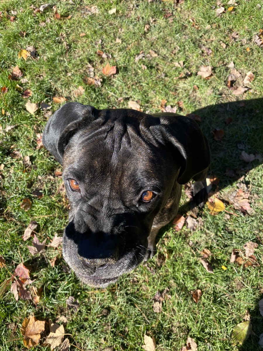 MichaSmith29's tweet photo. My best friend 💙

.
.
.
#canecorso #cc #mommasboy #canecorosofinstagram #ccofinstagram #puppy #doglife #dogsofinstagram #goodboy #dog #babyboy #love #gentlegiant #girlsbestfriend #bestfriend https://t.co/u3hQ7Vd5Bz