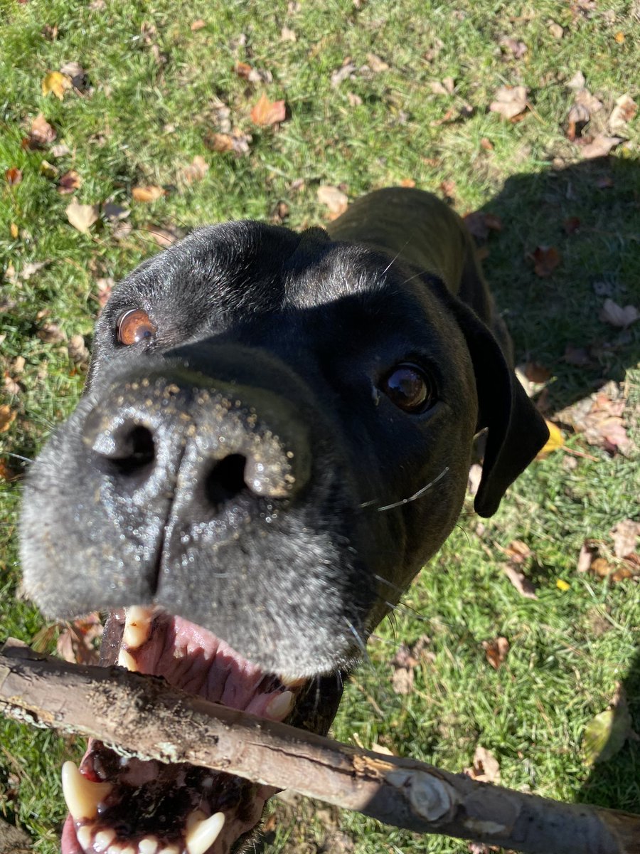MichaSmith29's tweet photo. My best friend 💙

.
.
.
#canecorso #cc #mommasboy #canecorosofinstagram #ccofinstagram #puppy #doglife #dogsofinstagram #goodboy #dog #babyboy #love #gentlegiant #girlsbestfriend #bestfriend https://t.co/u3hQ7Vd5Bz
