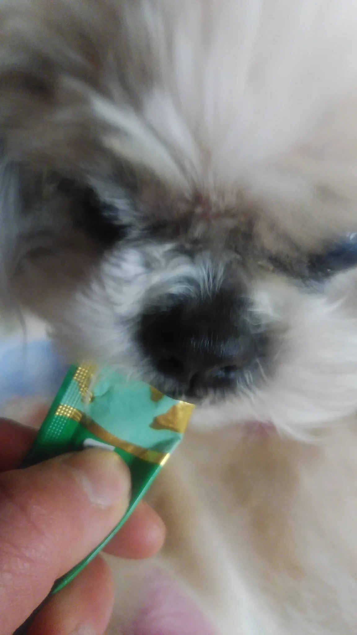 @tyomateee2 ウチは犬ですが、初ちゅーるで思いっきり指を噛まれた
u(● ω ●)u
食い付きが半端ない 