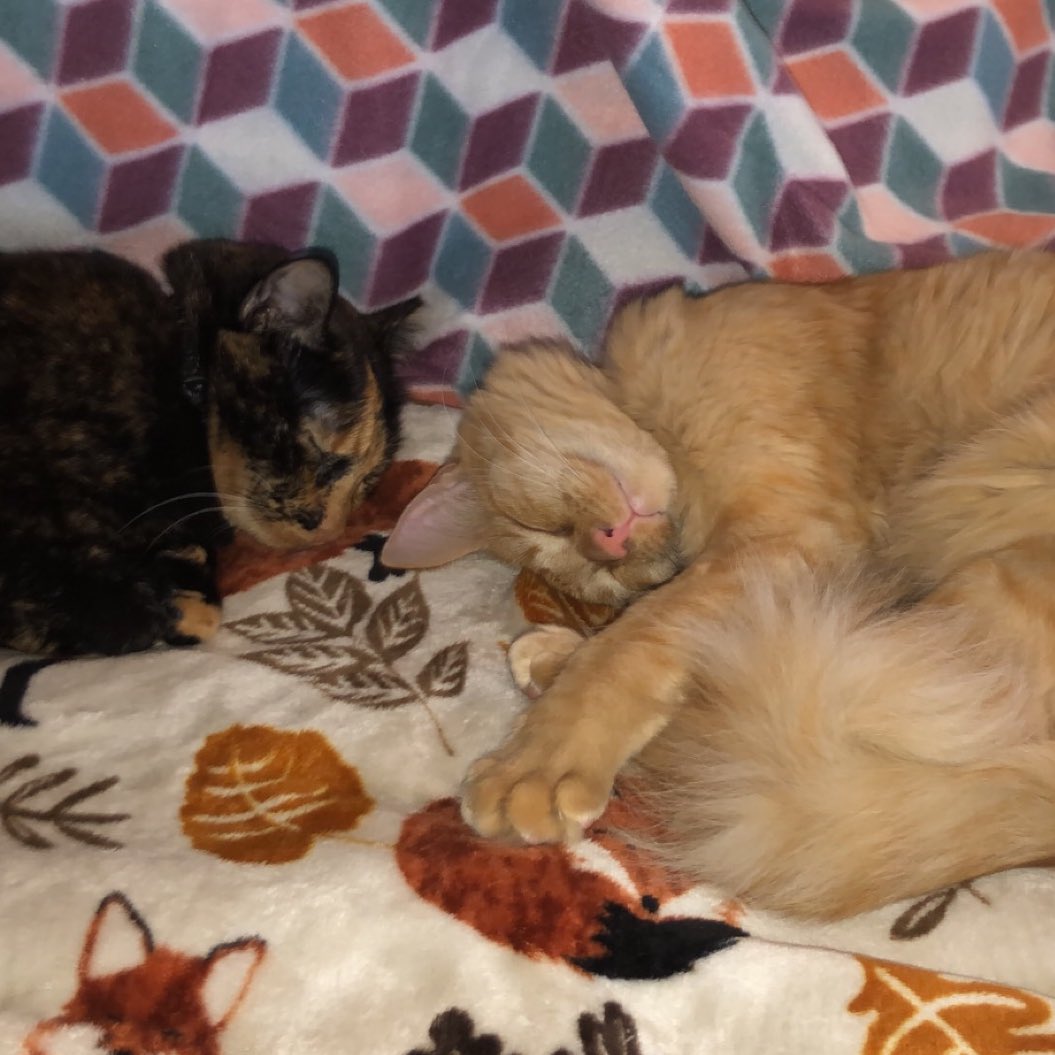 ScreamForTerror's tweet photo. Can’t believe I almost missed #Caturday! I love my babies so much and seeing their love for each other makes me so darn happy. ♥️

Things have been rough, but I promised them a good life and they’re gonna get that. No matter what.♥️

#BestFriends #CatsOfTwitter #CatMom #ILoveThem https://t.co/0ovCjmtmCN