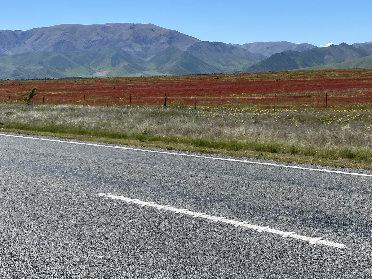 Who would of thought I would pull over to appreciate the colours of Hieracium pilosella and sorrel (indicator plants of very low phosphate and extremely low pH respectively),but what can I say, the colours are lovely for the moment