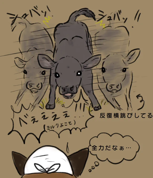 ミルク飲むのに全力な子牛ちゃん 