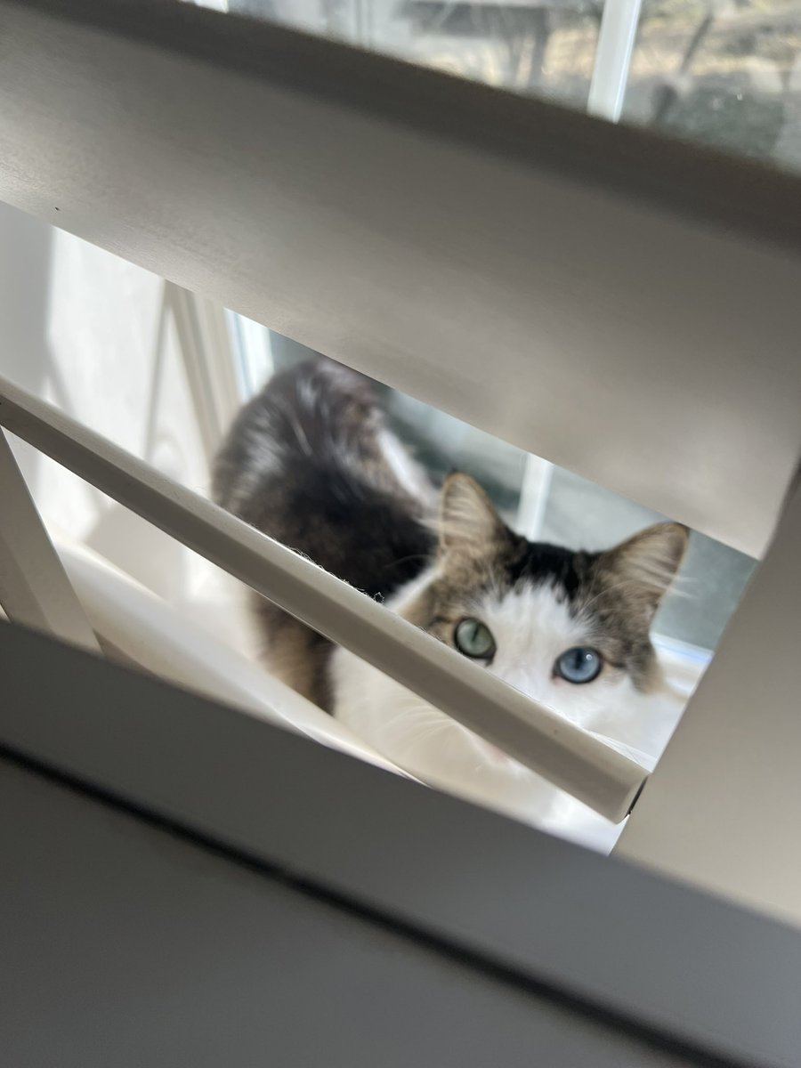 LuckyKittyDog's tweet photo. I see you! https://t.co/RgYJPBNW9C