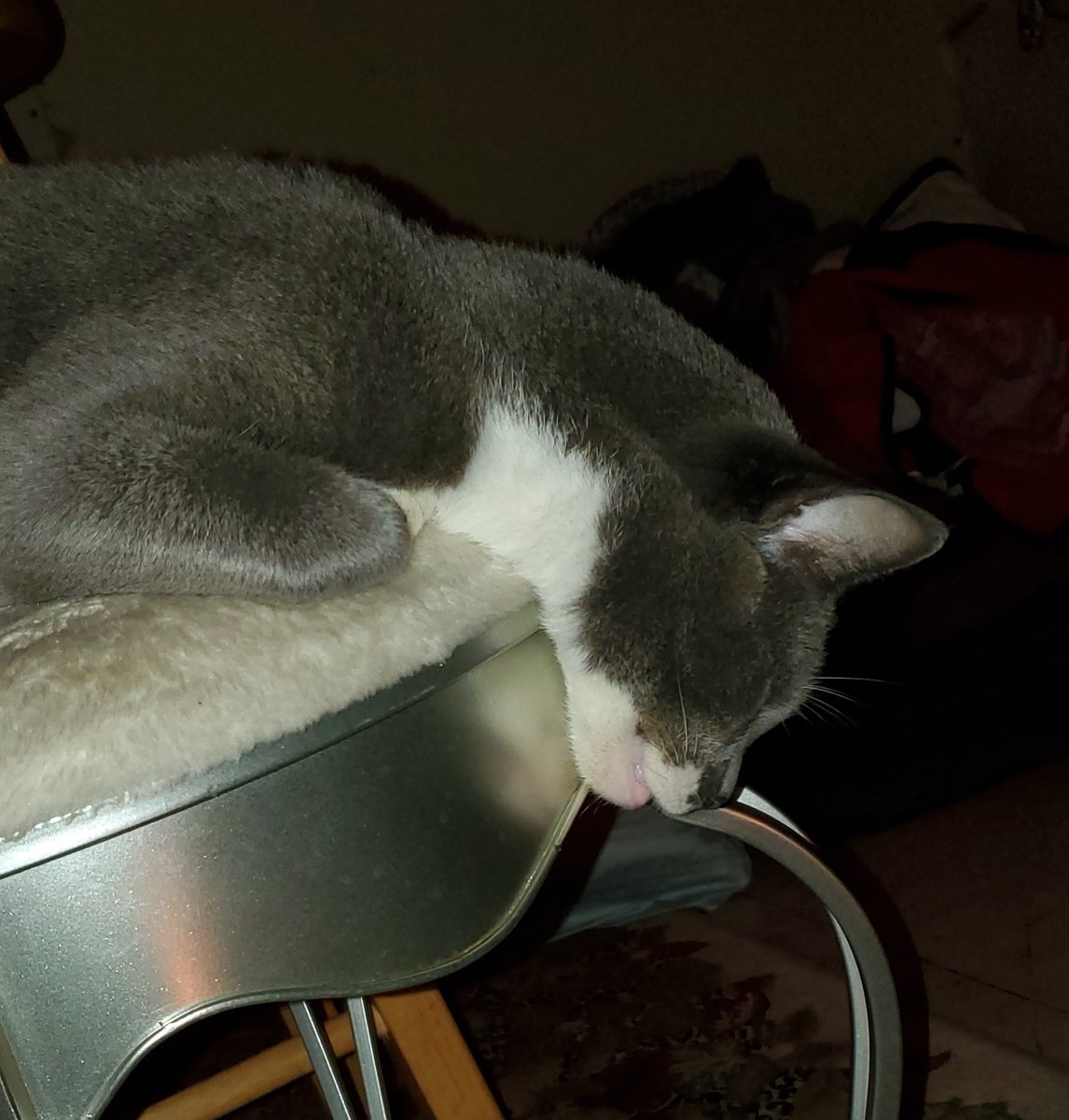 VNikamori's tweet photo. Daisy loafing around. Toaster cat!
Not many cats can out-loaf Daisy. Her toast is of the finest quality. #CatsofTwittter #CatsOnTwitter Examples: https://t.co/3YyWeevQ2Z