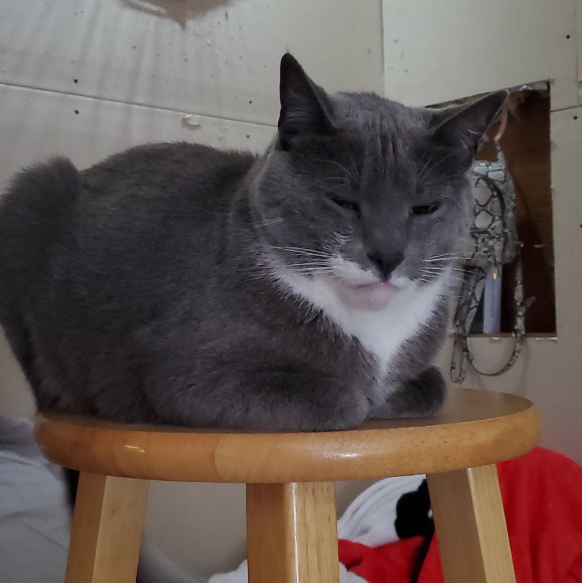 VNikamori's tweet photo. Daisy loafing around. Toaster cat!
Not many cats can out-loaf Daisy. Her toast is of the finest quality. #CatsofTwittter #CatsOnTwitter Examples: https://t.co/3YyWeevQ2Z