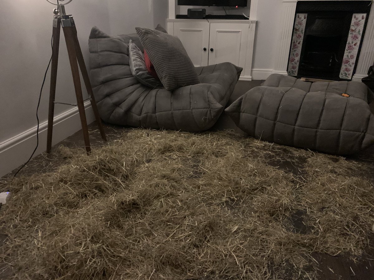 1975Williamson's tweet photo. @connorjbyrne Very timely. Came back today to a “nativity scene” minus the donkey after doggo found a bag of hay https://t.co/vgejvAPl6i