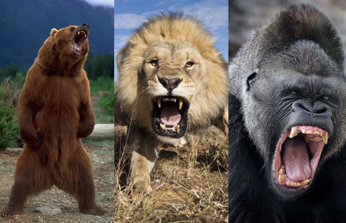 You win 1 Billion dollars if you beat one of these 3 in a fight with no  weapons, who you picking??, image size:1200x775