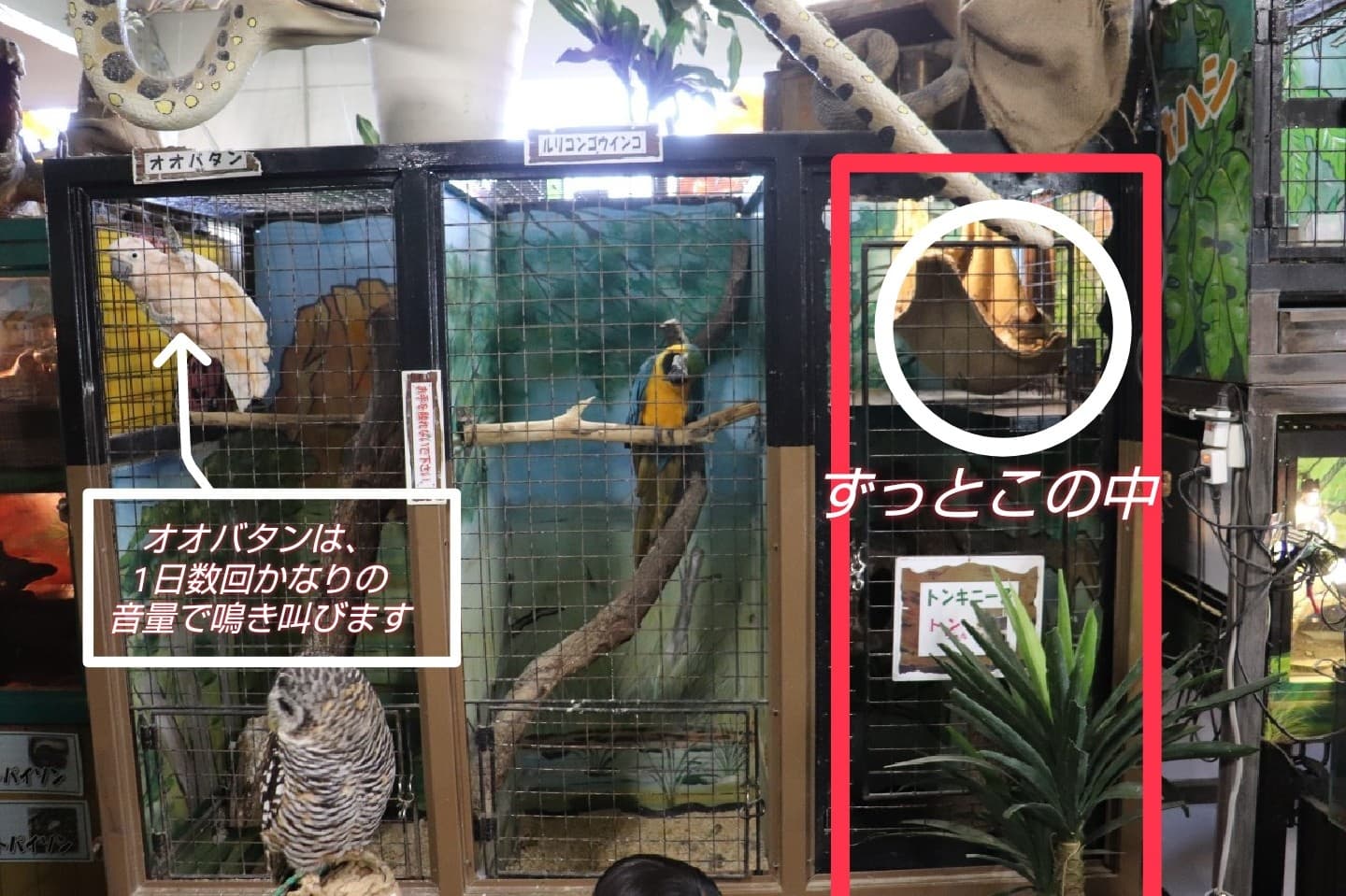 Tsugugoro めっちゃおもろい動物園 家猫のトンキニーズまでも 様々な生態の野生動物と一緒に１つの倉庫に３６５日閉じ込める これを規制する法 条例はないのでしょうか T Co Voou9b5pba Twitter