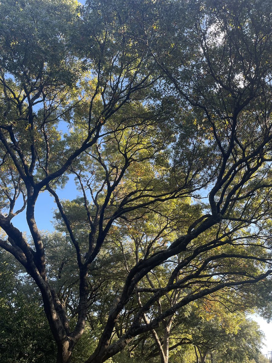 LeslieRamirezTx's tweet photo. Nov 6th. Grateful for a beautiful neighborhood to raise my boys in and the sweet community we are all building together.  #grateful #November  #dallas #royalwoodestates https://t.co/nrwnQLw0Er