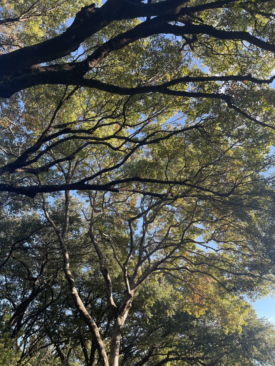 LeslieRamirezTx's tweet photo. Nov 6th. Grateful for a beautiful neighborhood to raise my boys in and the sweet community we are all building together.  #grateful #November  #dallas #royalwoodestates https://t.co/nrwnQLw0Er