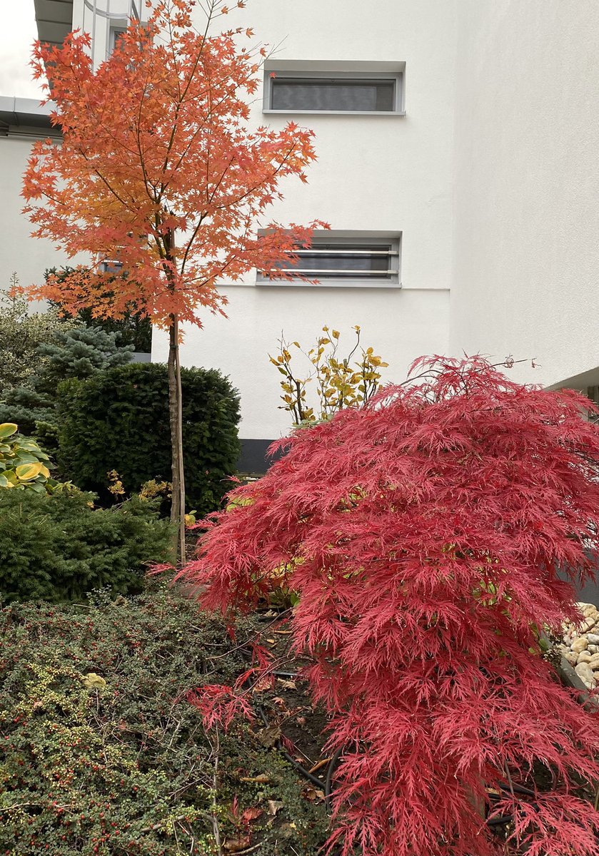GabSDPG's tweet photo. Spectacular #autumn colors #beautifulslovakia https://t.co/xI0SslDSMc