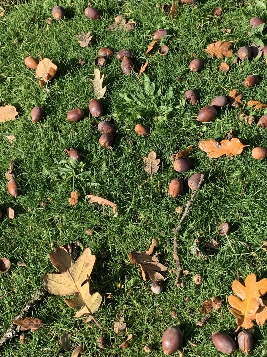 NancyPettit's tweet photo. #whereiwalk #PNW #fungi #acorns #fabulousfall https://t.co/jl6ay460gD