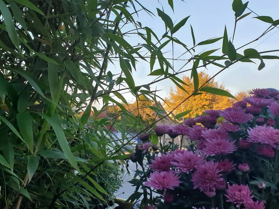 MatCorbillon's tweet photo. 🍁🍂L’automne s'installe sur @sainghinweppes 🌅 et nous conservons des couleurs grâce aux fleurs🌺🌼qui vont continuer à y apporter de la gaieté 🍂🍁
#cadredevie #espacesverts 😏
#servicetechnique 👨🌾
#automne 🍂#couleurs🌅 https://t.co/gewrYa5QSK