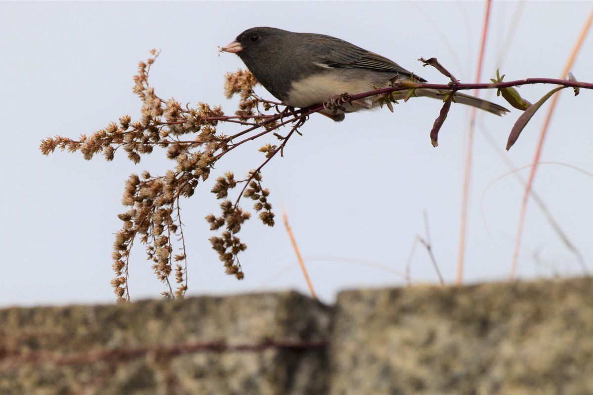 OurActivate's tweet photo. Not the best pics, birds are at very far distance. Taken a few days ago by Littleneck Bay.
Dark-eyed Junco, Red-tailed Hawk, American Black Ducks? Green-winged Teal? They are back in town! #nyc #queens #birds #wildlife #nature @BirdQueens #NEQueens https://t.co/GKt7d65I7P