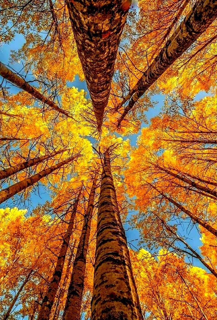 ⚘️⚘️CÉLIA ⚘️⚘️ tweet media