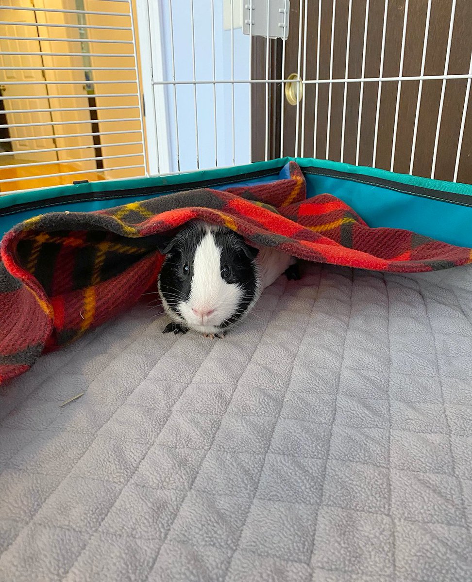 GuineaDad's tweet photo. How cute are these little piggies! Top of the afternoon to our #GuineaDadModels of the day, Oreo and Pancake! π₯° #guineapigoftheday
πΈ: (FB) Donna Fleming Maynard
Shop our GuineaDad Liners by clicking π https://t.co/su49cA1YzL
#cute #cutepets #guineapig #guineadad #piggy https://t.co/wdnzSl2U5Z