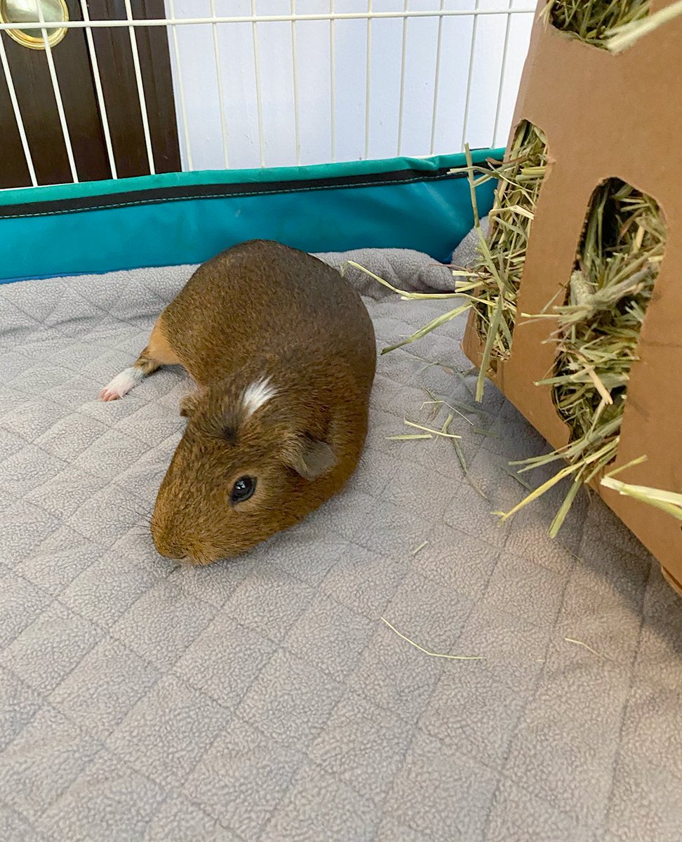 GuineaDad's tweet photo. How cute are these little piggies! Top of the afternoon to our #GuineaDadModels of the day, Oreo and Pancake! π₯° #guineapigoftheday
πΈ: (FB) Donna Fleming Maynard
Shop our GuineaDad Liners by clicking π https://t.co/su49cA1YzL
#cute #cutepets #guineapig #guineadad #piggy https://t.co/wdnzSl2U5Z