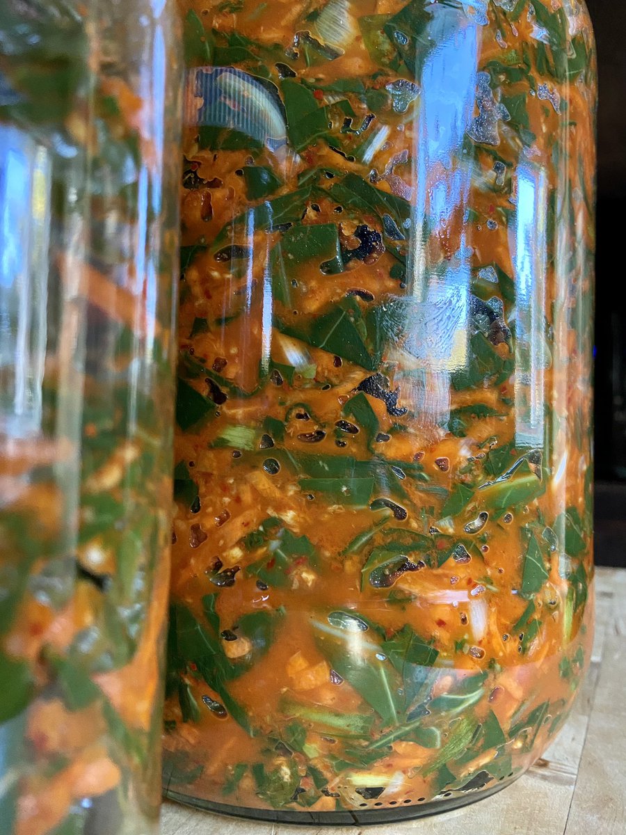 Third year in a row making this amazing collard kimchi from <a href="/ACs_kitchen/">Adrienne Cheatham</a> courtesy of <a href="/kimseverson/">Kim Severson</a> and <a href="/gardenandgun/">Garden & Gun</a>. It’s so good this batch is 5x.