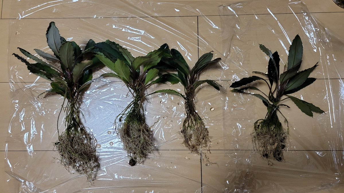 bobsaqua's tweet photo. 約1年ぶりの植え替え
1.5倍くらいにはなったかな？
Bucephalandra sp "Deep Purple" from Kapuas【AZ1011-XX, AZ0819-4】 https://t.co/C1dPd63nDA