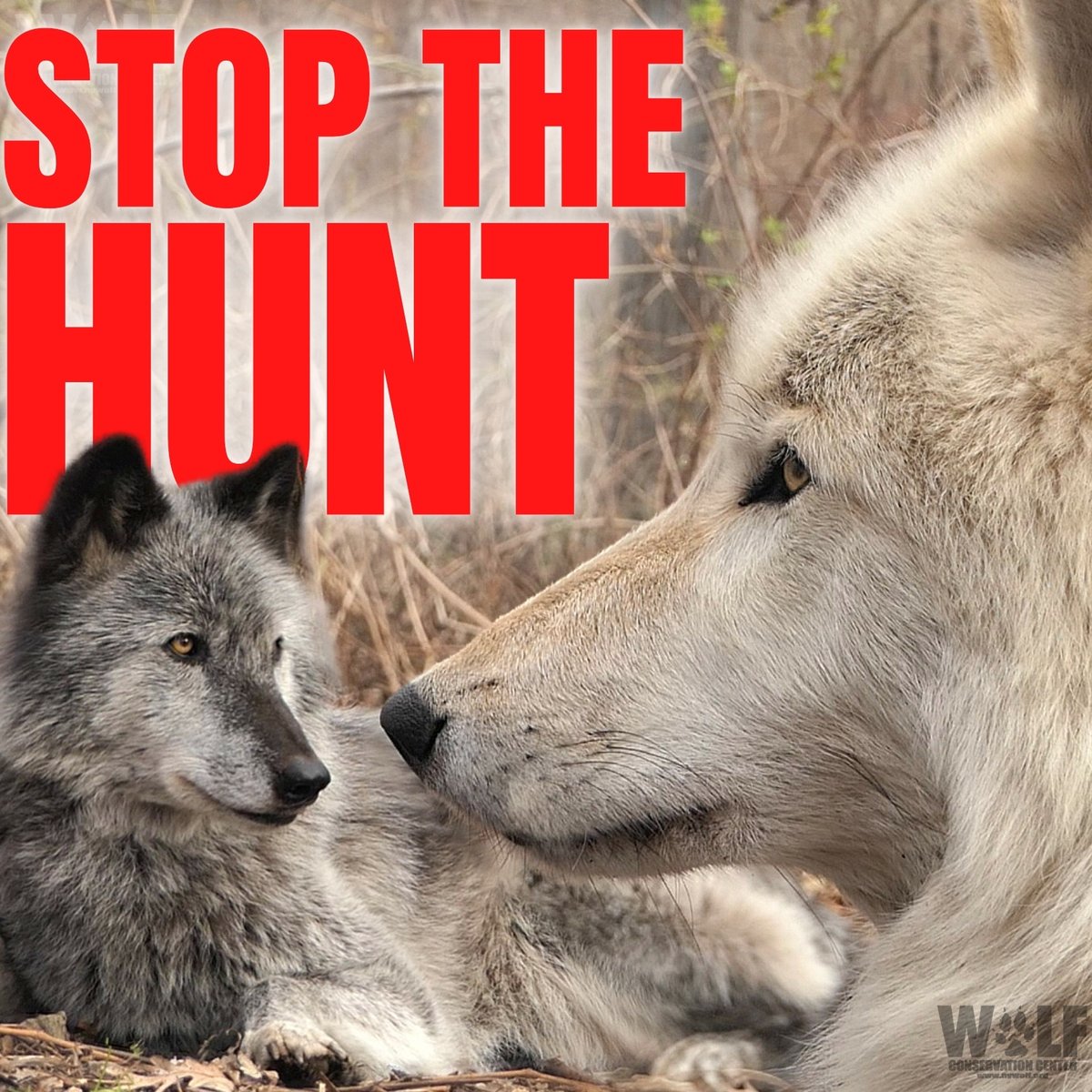 57 wolves have been reported killed in Montana since the hunting season began. 57 wolves killed for cruel fun, for trophy, for bragging rights.

Help protect wolves by using your voice + urging the federal govt to restore protections for gray wolves. 
➡ relistwolves.org