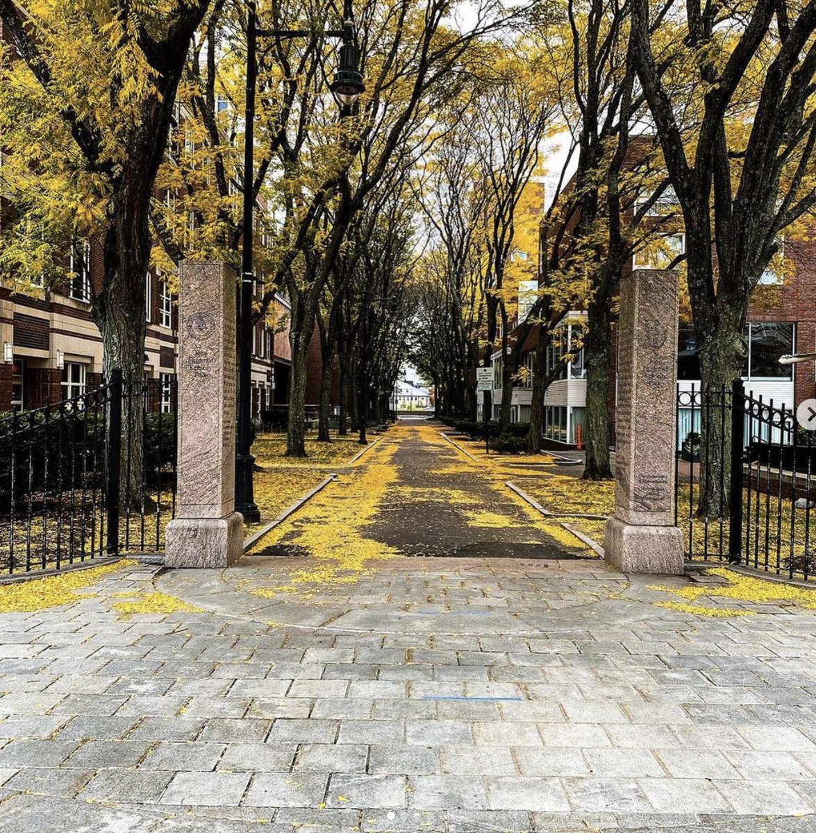 ILoveHarvard1's tweet photo. 📸 MOODBOARD
Harvard en automne 🍂🍂

Source : Harvard University Instagram https://t.co/bpn9eUkhRj
