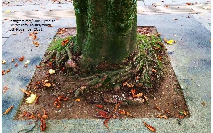 Autumn, on Armada Way, in Plymouth City Centre. If trees could talk, what would these magnificent roots tell you...?  #Plymouth #trees #tree #Autumn #leaves #ArmadaWay