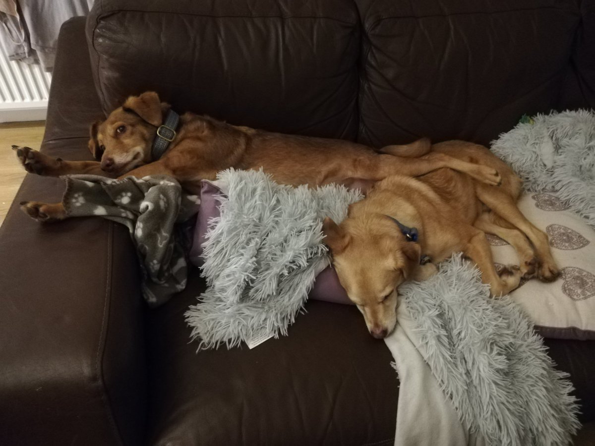 Loafy1987's tweet photo. The boys chilling to @ClassicFM Thank you from Santiago and Carlitos #PetClassics https://t.co/OtbEwfi4yT