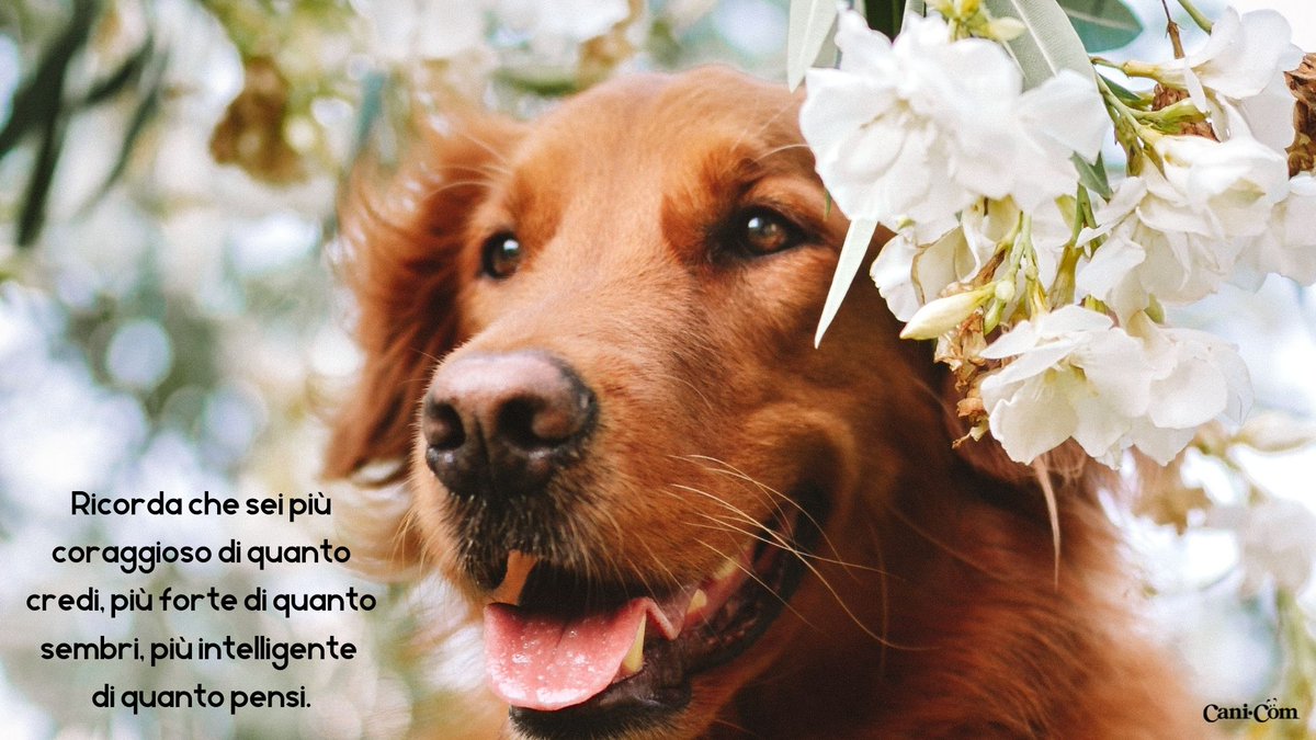 Cani_com's tweet photo. 🐶❤ #cani_com #amiciaquattrozampe https://t.co/rWI97uSWz1