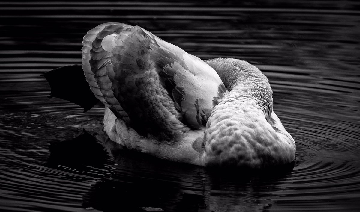 Yogi swan this morning 

#swan #britishbirds #photography #TwitterNatureCommunity #NaturePhotography #birdphotography #Nikon #nikonphotography #swanphotography #BlackAndWhitePhotography