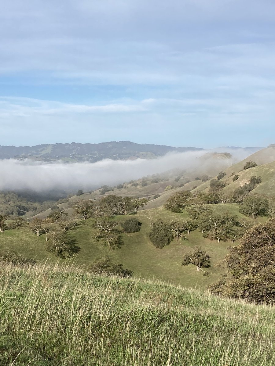 RickLindroth's tweet photo. I quickly tire of the crowds/congestion of the #EastBay (CA) area, where I frequently visit. But these open spaces! #MountDiablo #ShellRidge https://t.co/8A2iJOZkug