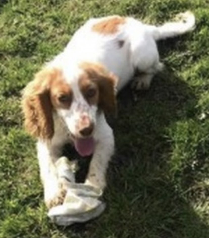 FLOSSY missing from garden #Lashmere #Cranleigh #SURREY #GU6 4/11/21 Female/young adult liver&white #CockerSpaniel Lead found in yard after walk 7am any1 in area with #CCTV / #Dashcam / #ringdoorbell footage pls check OWNER IS HOSPITAL doglost.co.uk/dog-blog.php?d…